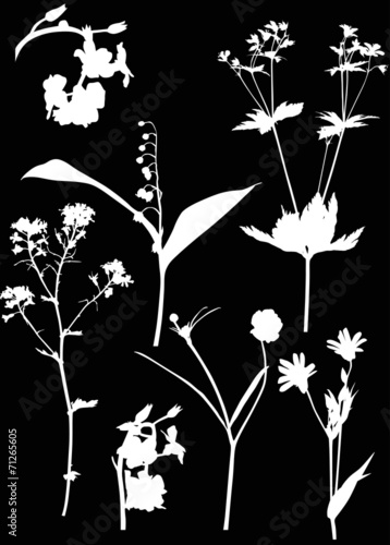 seven white wild flowers on black illustration