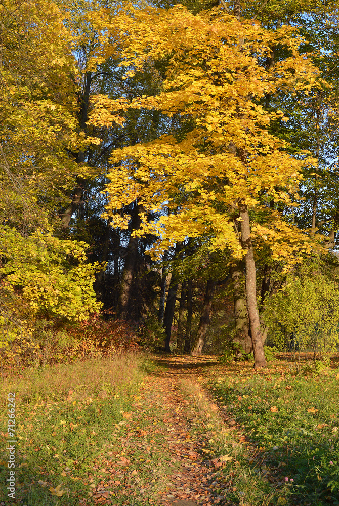 Fototapeta premium Золотая осень в парке