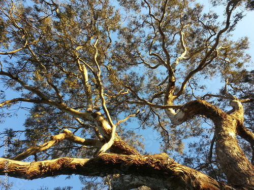 Tree eucalyptus Australia