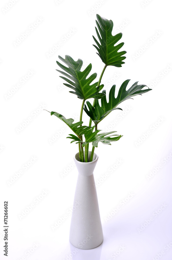 Fototapeta premium ferns leaf in vase