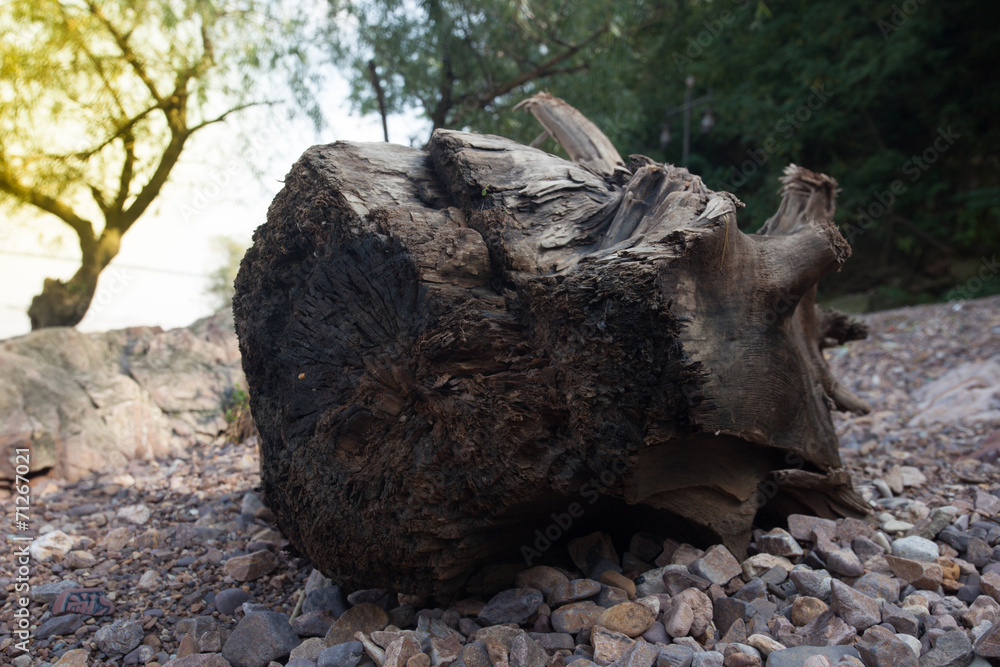 Obraz premium Wurzeln