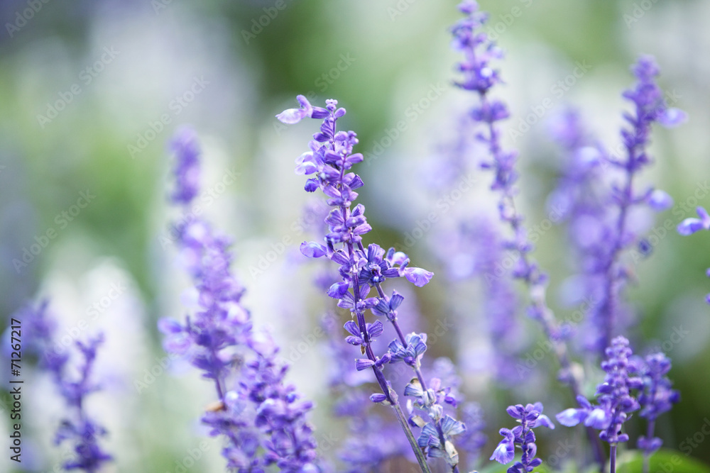 Obraz premium lavender flower
