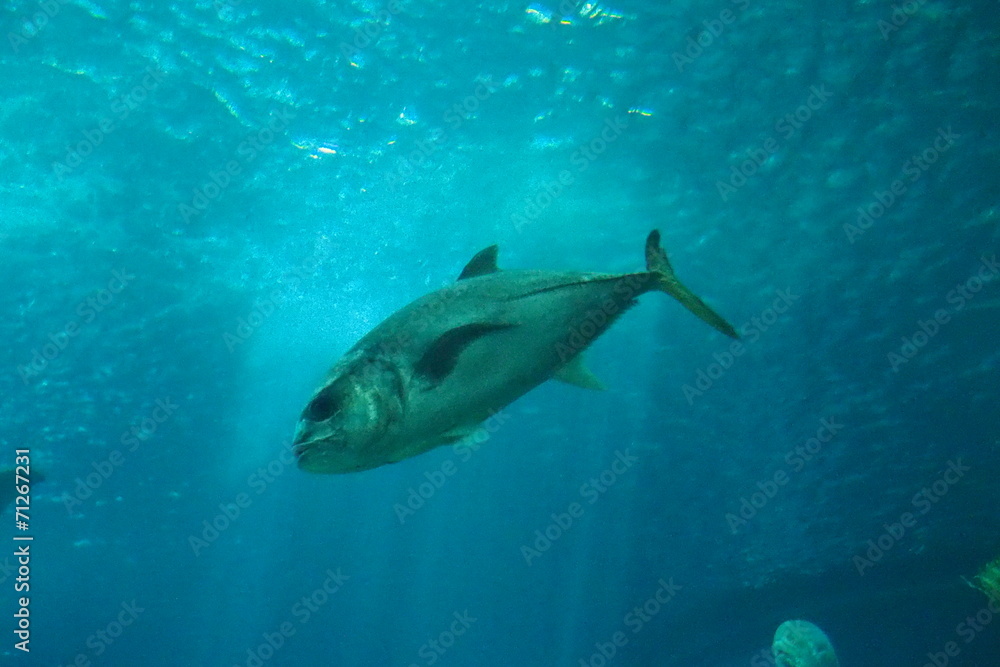 Fototapeta premium poisson