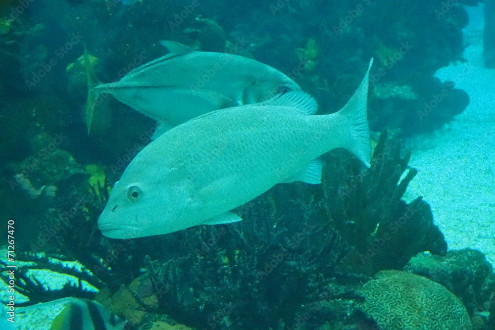 Fototapeta premium poisson