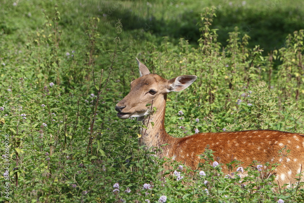 Hirschkuh steht auf einer Wiese, Damwild Hirschkuh steht auf einer Wiese, Damwild