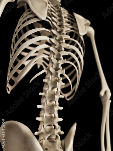 medical 3d illustration of the skeletal upper body