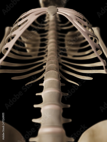 medical 3d illustration of the skeletal upper body
