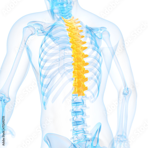medical 3d illustration of the thoracic spine