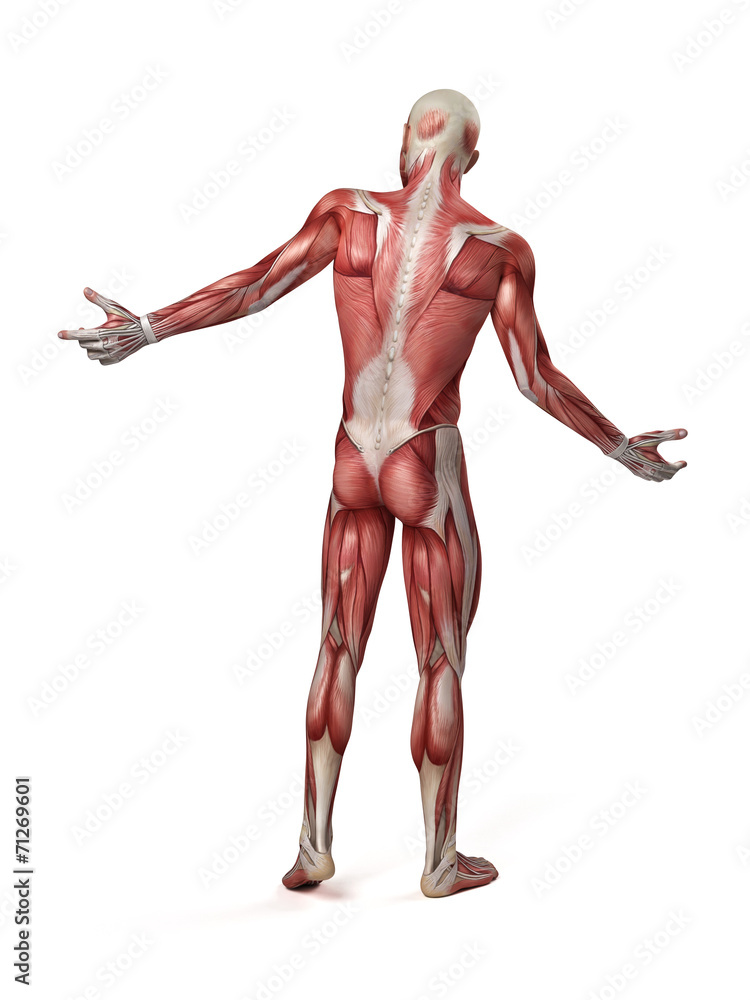 medical 3d illustration of the male muscular system medical 3d illustration of the male muscular system