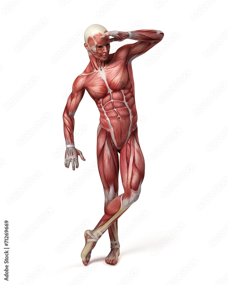 medical 3d illustration of the male muscular system medical 3d illustration of the male muscular system