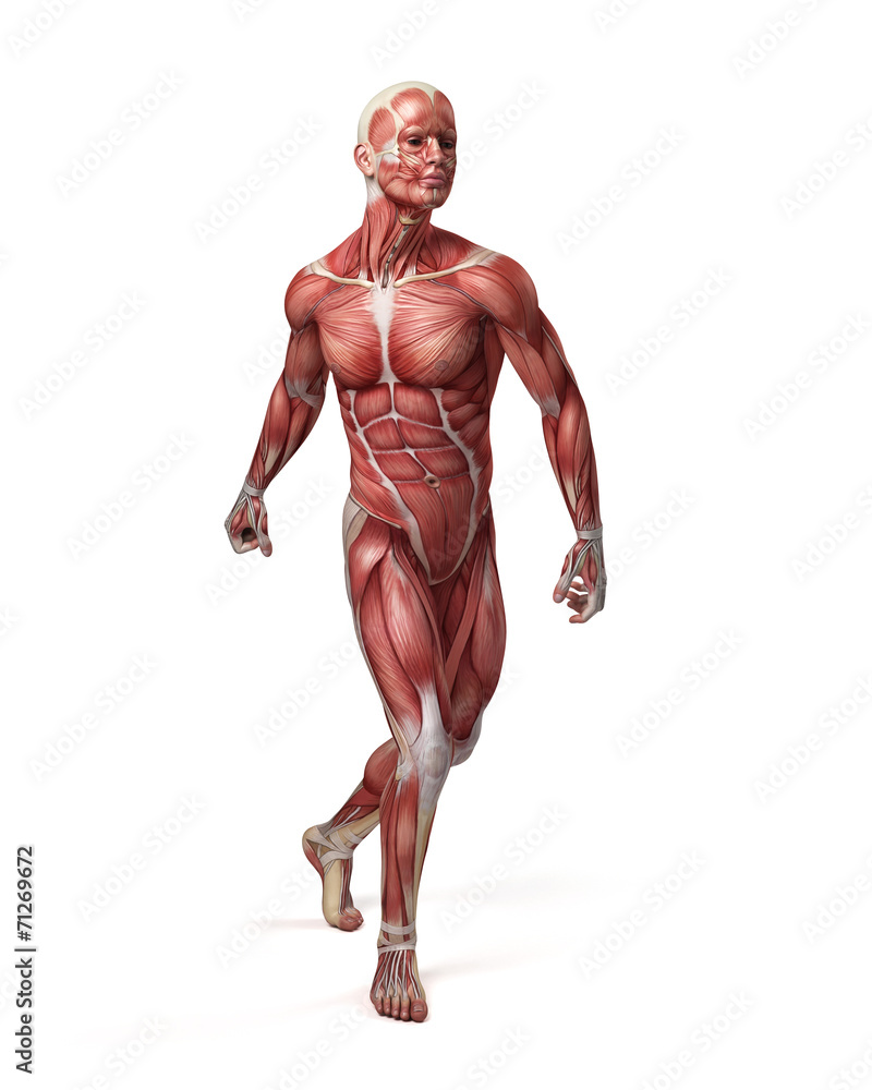 medical 3d illustration of the male muscular system medical 3d illustration of the male muscular system