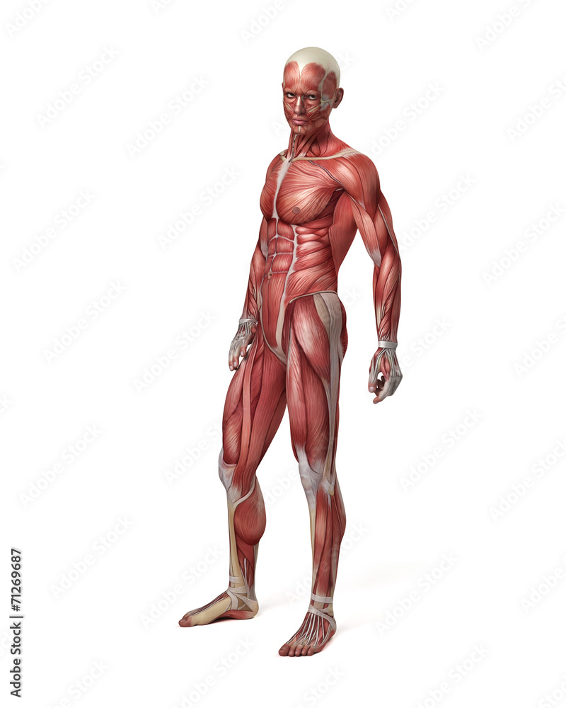 medical 3d illustration of the male muscular system medical 3d illustration of the male muscular system