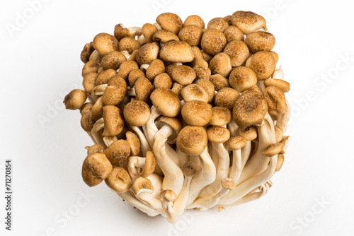 Bunch of Shimeji Mushrooms on white