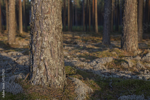 Pine forest © Viesinsh