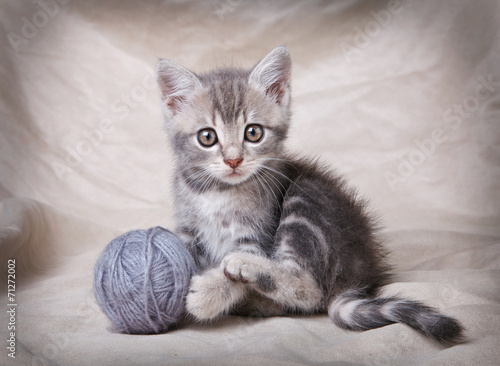 Fototapeta gray kitten with ball
