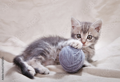playful kitten with gray ball