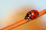 Coccinella septempunctata, Seven-spot ladybird