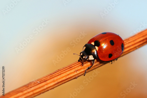 Coccinella septempunctata, Seven-spot ladybird