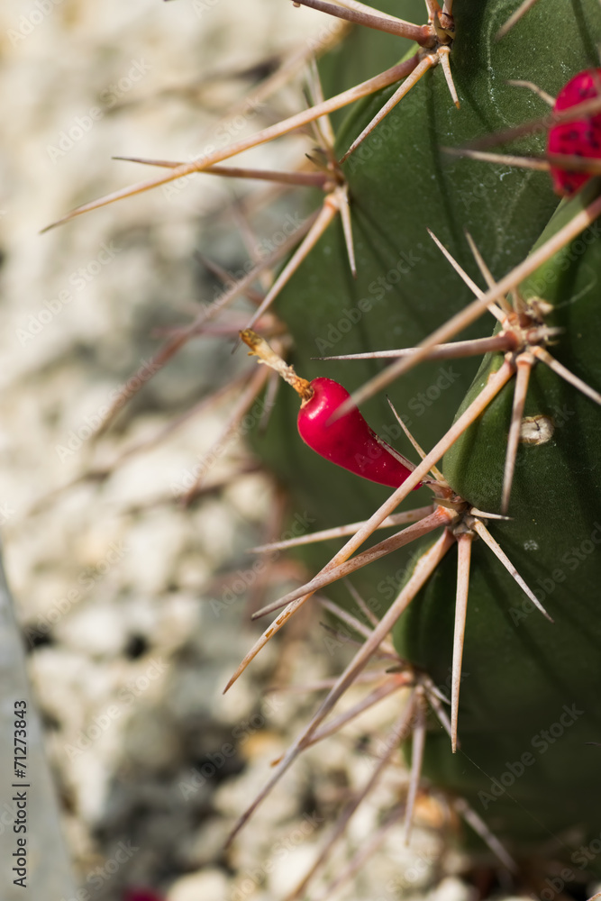 Melocactus ernestii, Cactaceae, Brazil Melocactus ernestii, Cactaceae, Brazil