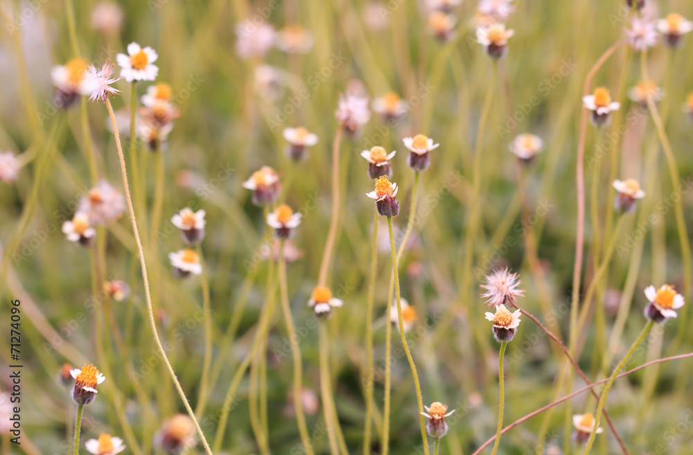 Field of Flower Grass