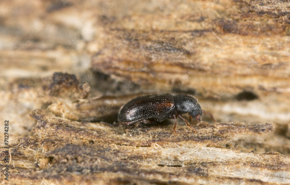 Cryptic slime mold beetle, Sphindus dubius, Sphindidae on wood Cryptic slime mold beetle, Sphindus dubius, Sphindidae on wood