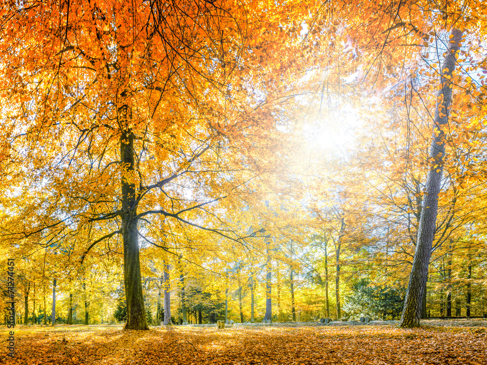 Fototapeta premium bunter Herbstwald