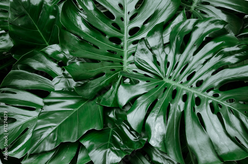 Philodendron monstera obliqua, green leaf background, dark tone photo