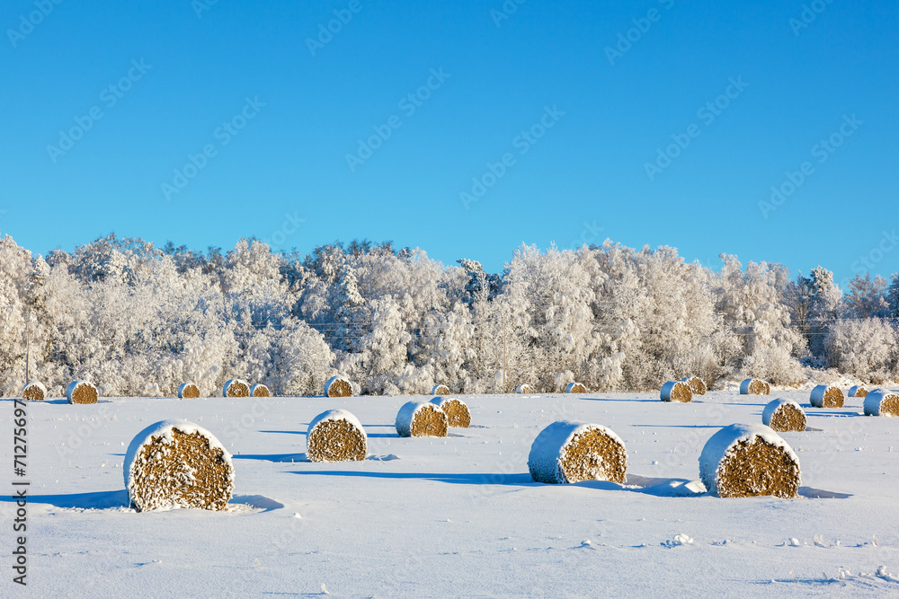 Naklejka premium Hay bales on a winter field