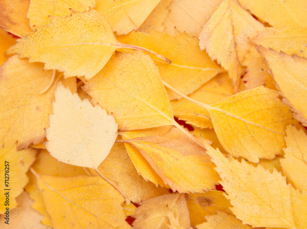 background yellow autumn leaf