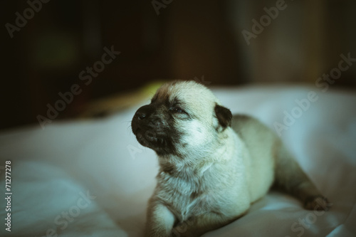 Image of cute little puppy closeup indoor