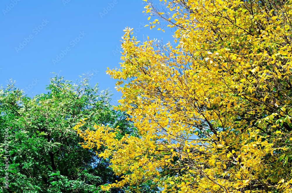 yellow and green tree against the sky