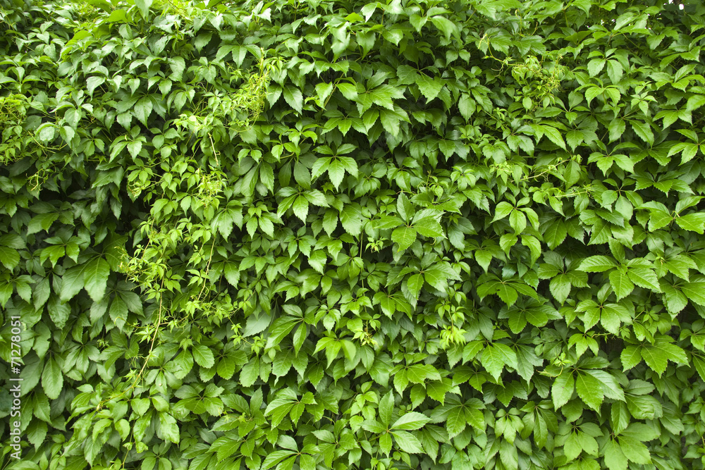 custom made wallpaper toronto digitalNatural background from climbing plants