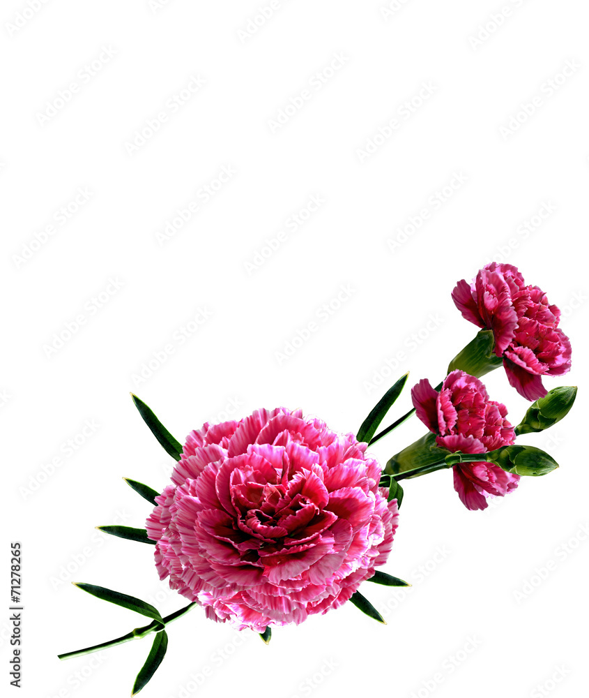 carnation flowers isolated on white background Stock Photo | Adobe Stock