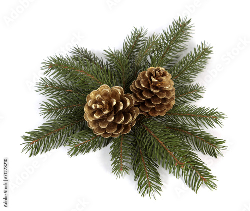 Two big pine cones on the white background