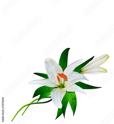 bouquet of lily flowers isolated on white background
