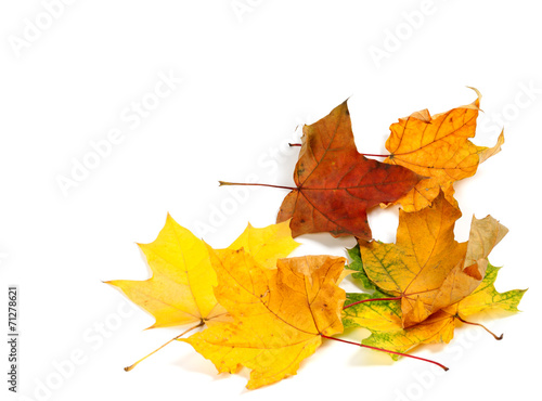 Autumn dry maple leafs at corner