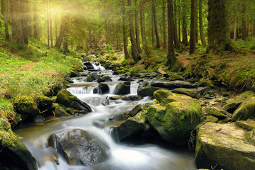 Keuken achterwand Bosrivier Groen lentebos in ochtendlicht  © Pavlo Klymenko