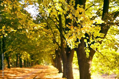 Autumnal alley