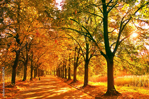 Autumn alley