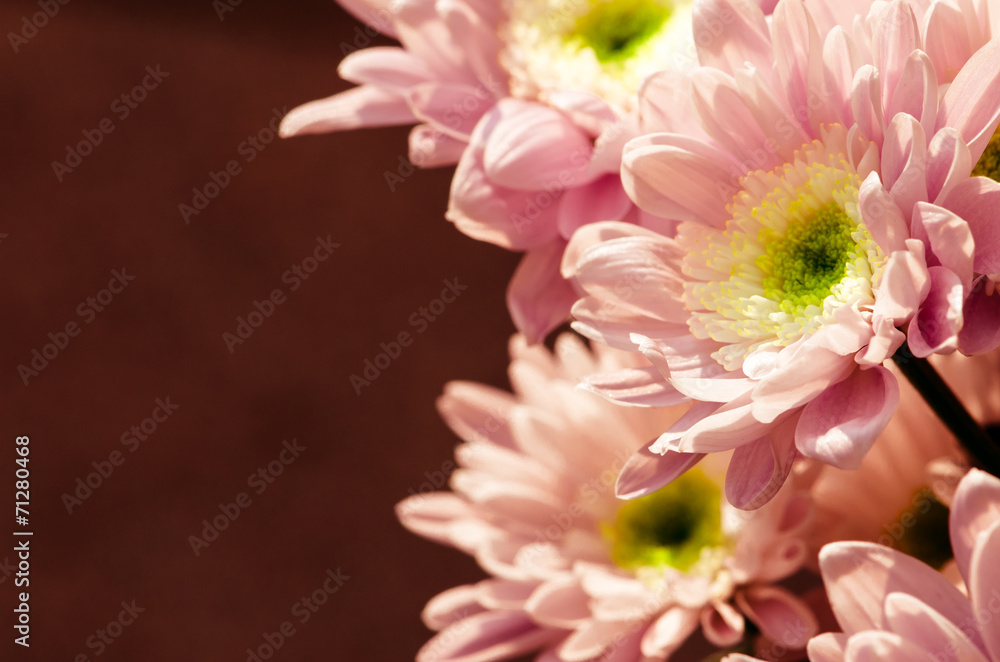 Fototapeta premium chrysanthemum flower