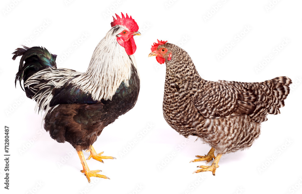 Fototapeta premium Rooster and chicken on white background