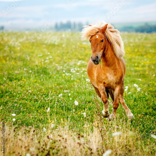 Fotografie, Obraz Small pony horse (Equus ferus caballus)