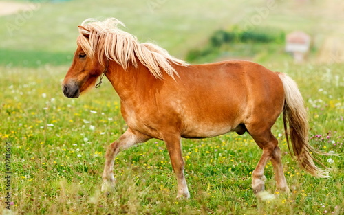 Small pony horse  Equus ferus caballus 