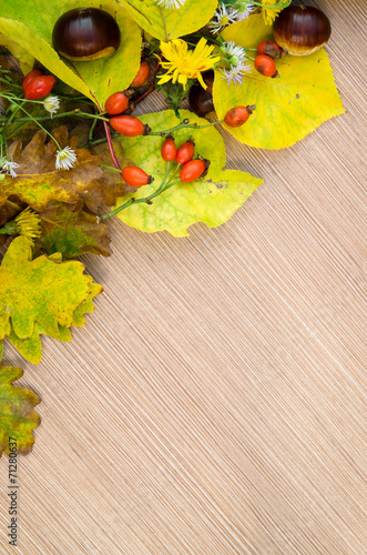 autumn plants