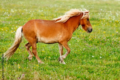 Small pony horse (Equus ferus caballus) © Szasz-Fabian Jozsef