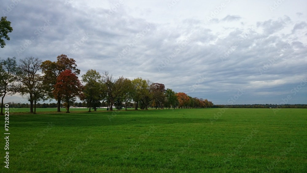 Grüne wiese und allee Grüne wiese und allee