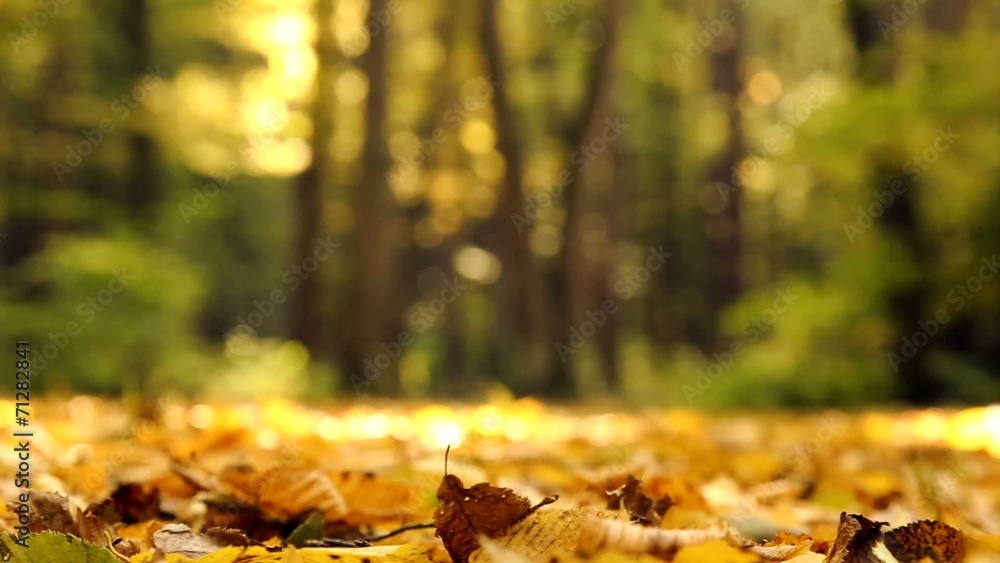 Yellow autumn maple leaves in the forest. Yellow autumn maple leaves in the forest.