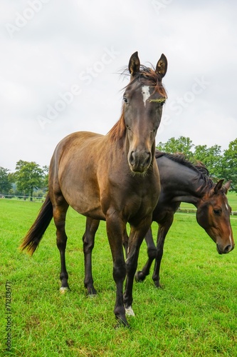 Zwei junge Pferde auf einer Wiese  Hochformat