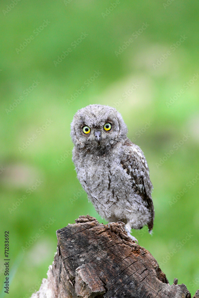 Obraz premium Eurasian Scops Owl (Otus scops) on branch