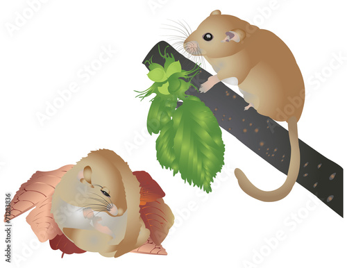 Hazel dormouse